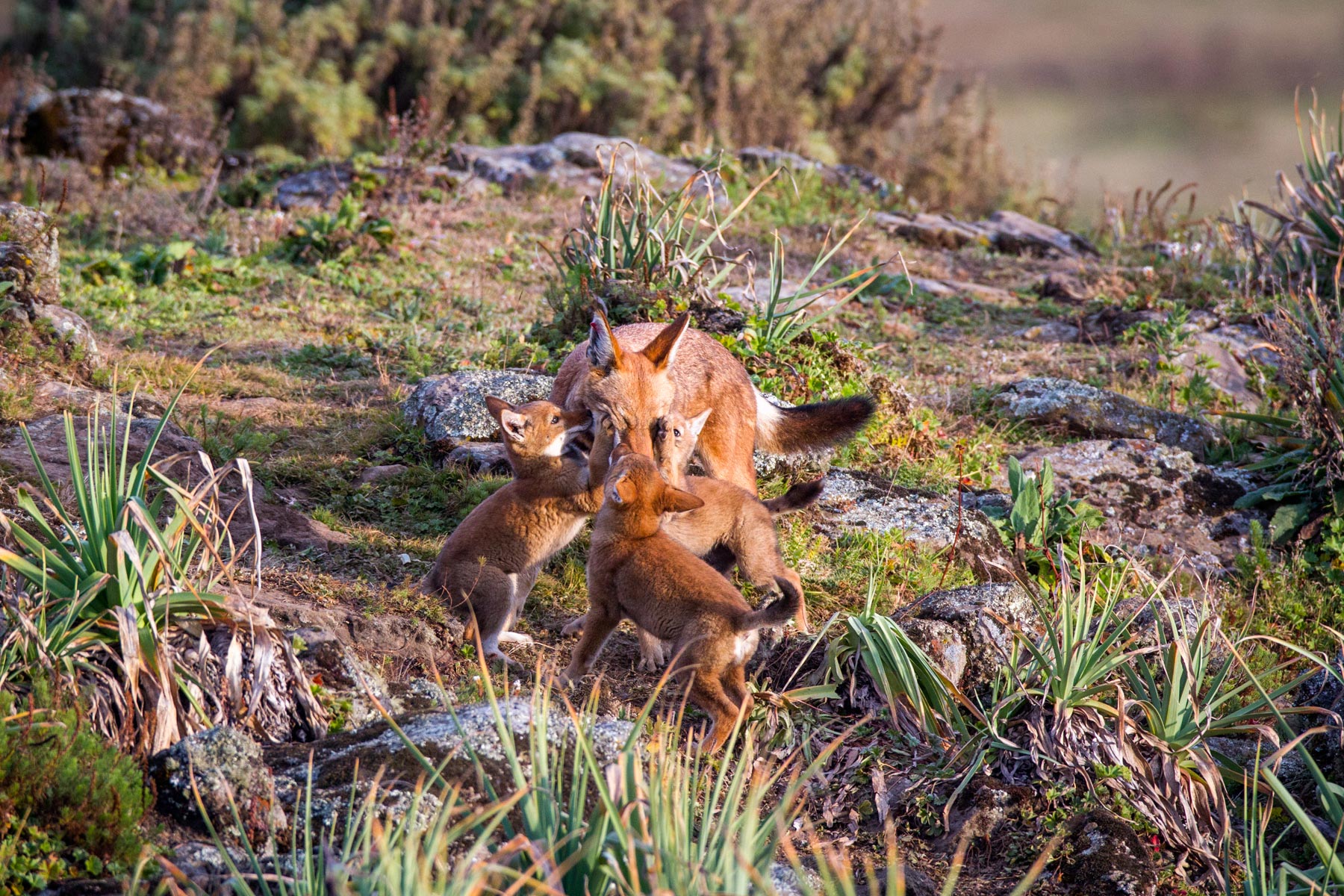 Ehtiopian-wolf-will-burrard-lucas-11