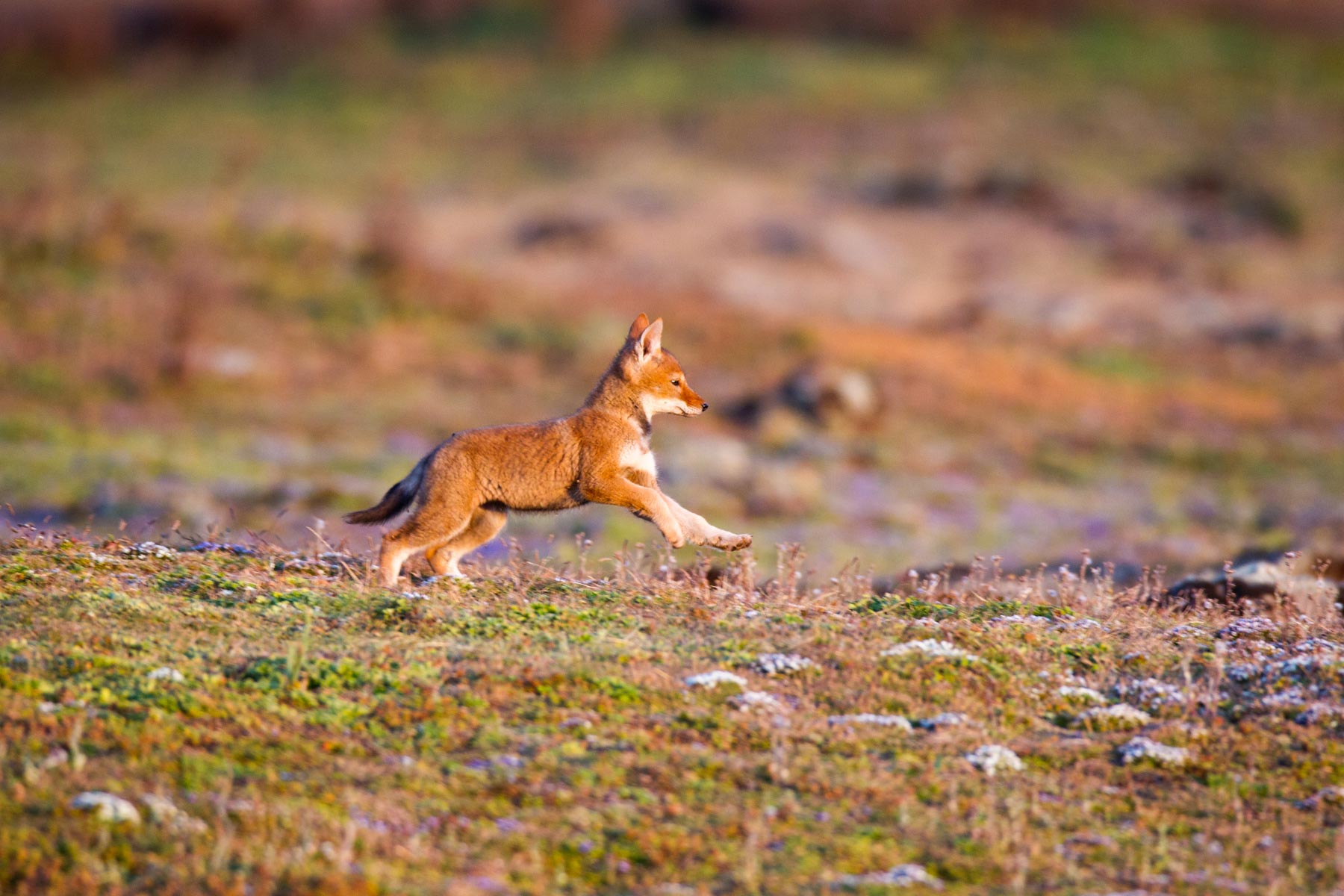 Ehtiopian-wolf-will-burrard-lucas-12