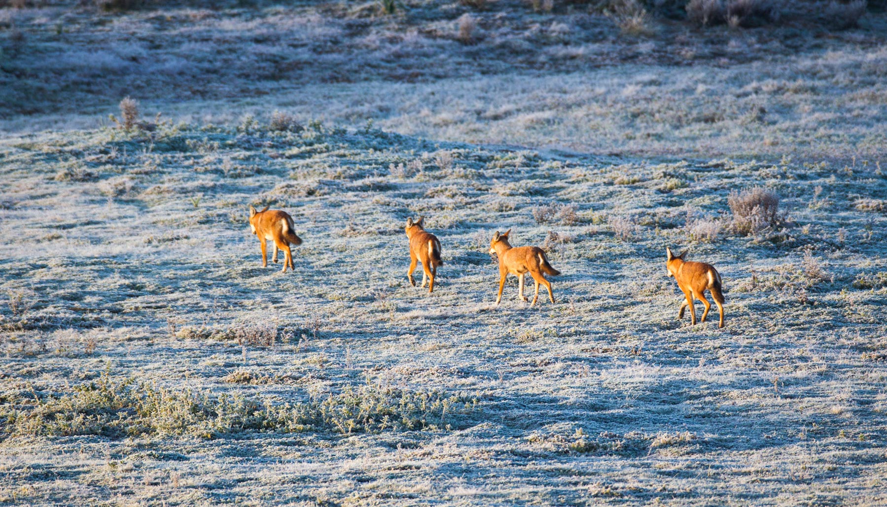 Ehtiopian-wolf-will-burrard-lucas-13