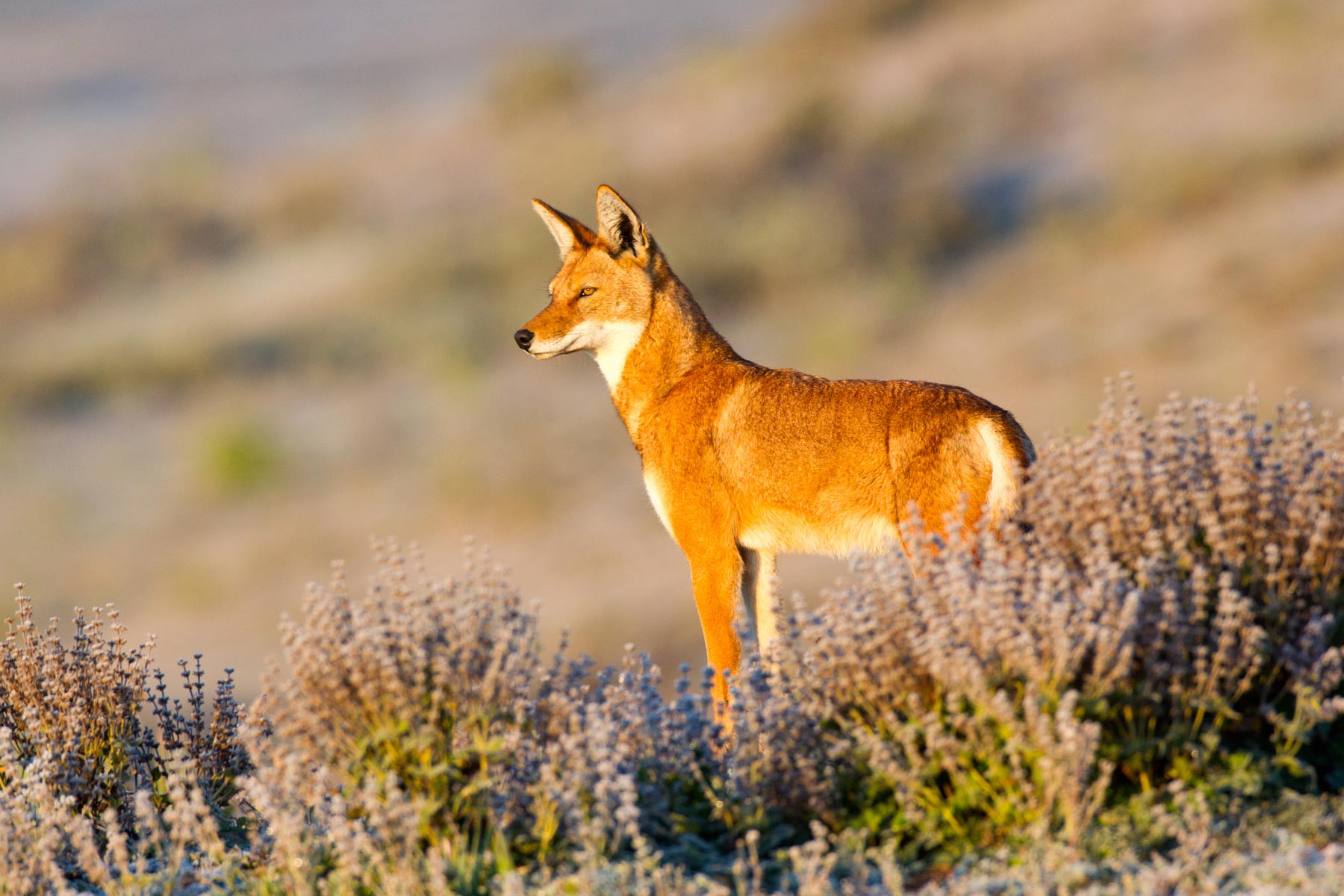 Ehtiopian-wolf-will-burrard-lucas-14