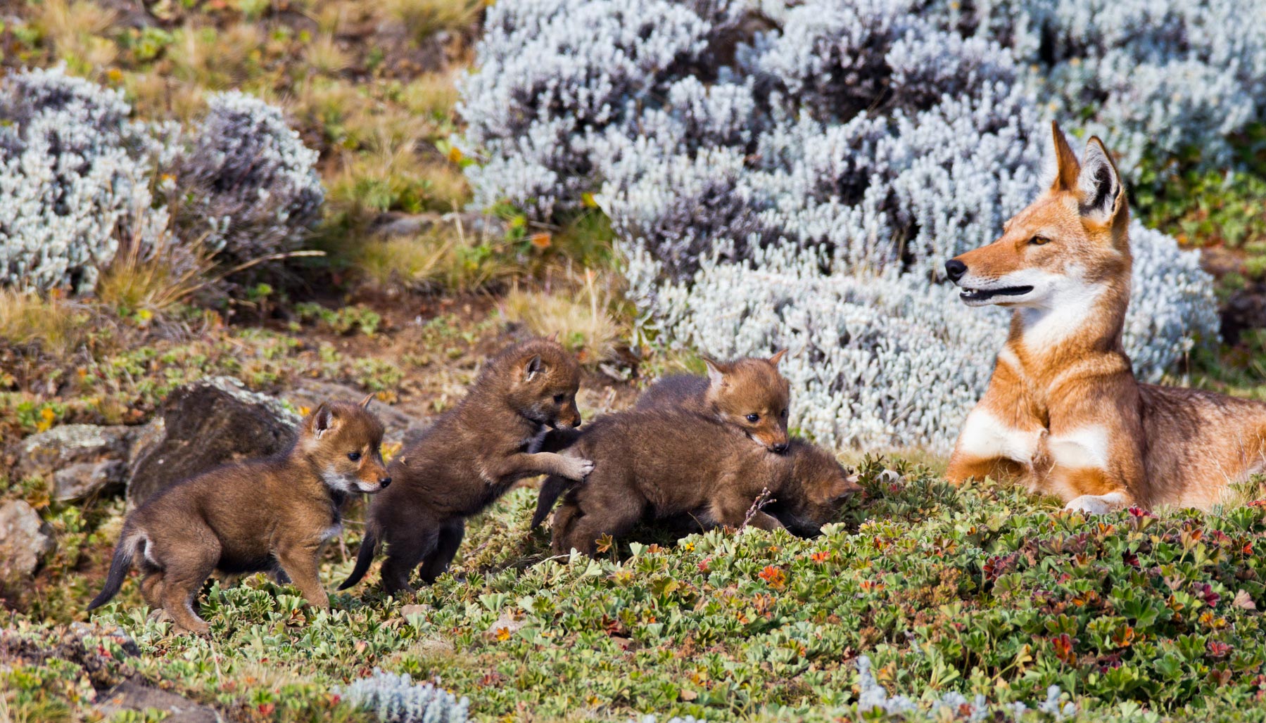 Ehtiopian-wolf-will-burrard-lucas-15