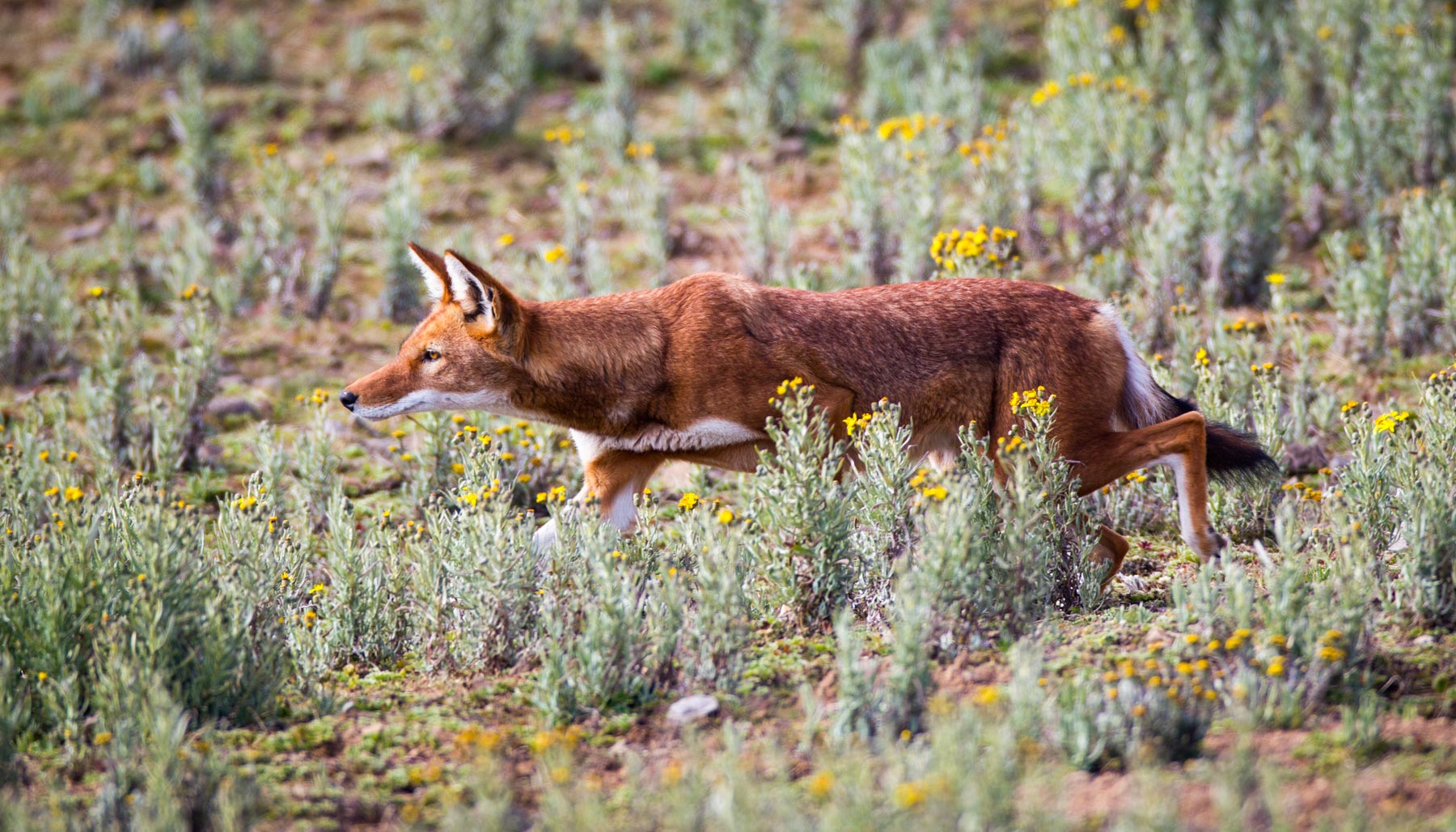 Ehtiopian-wolf-will-burrard-lucas-4