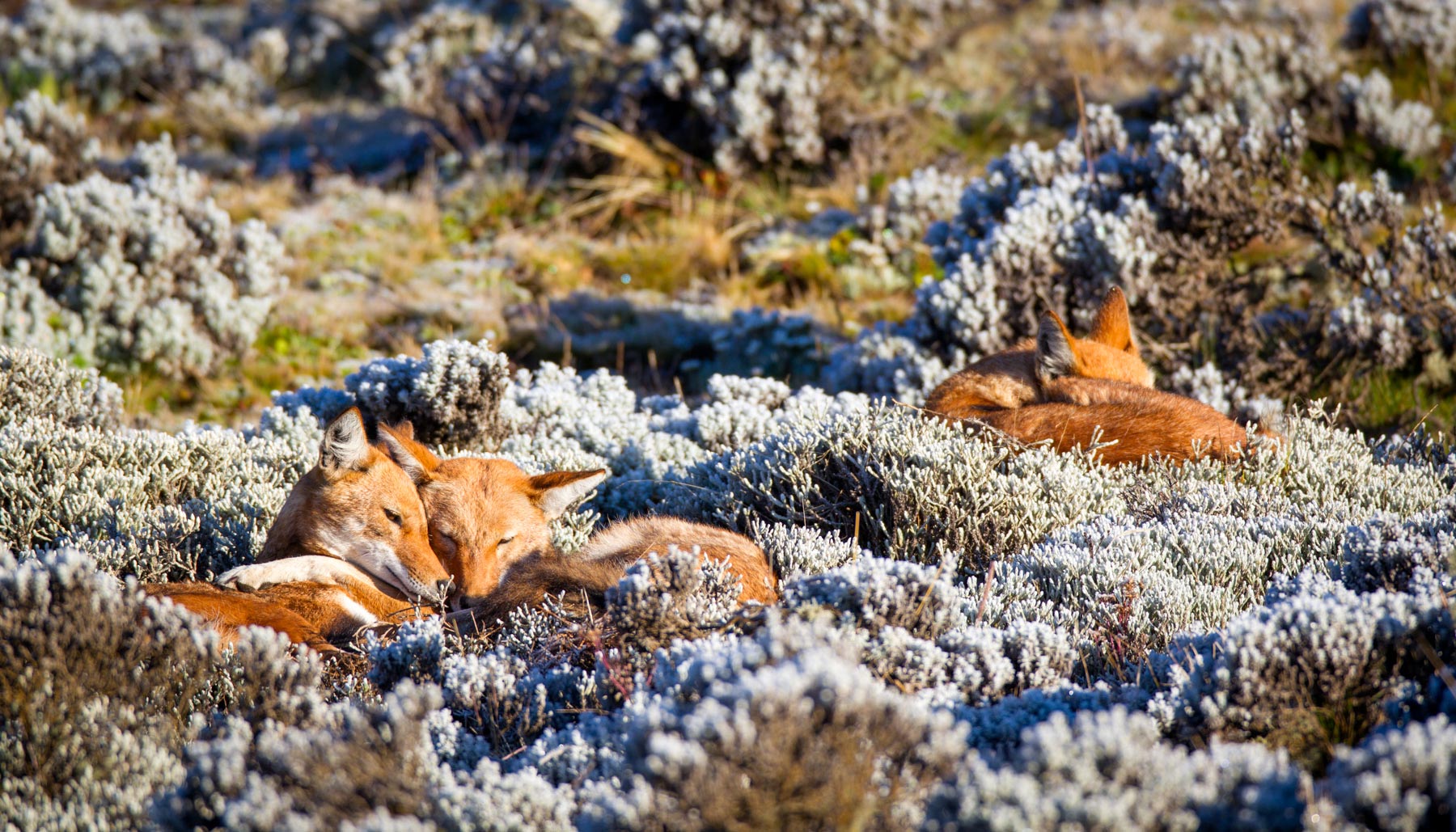 Ehtiopian-wolf-will-burrard-lucas-6