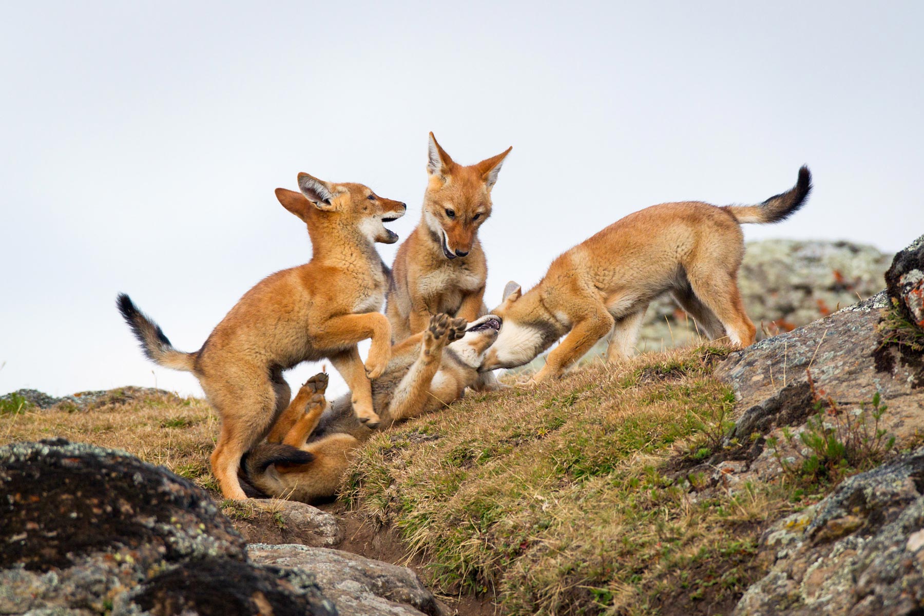 Ehtiopian-wolf-will-burrard-lucas-9