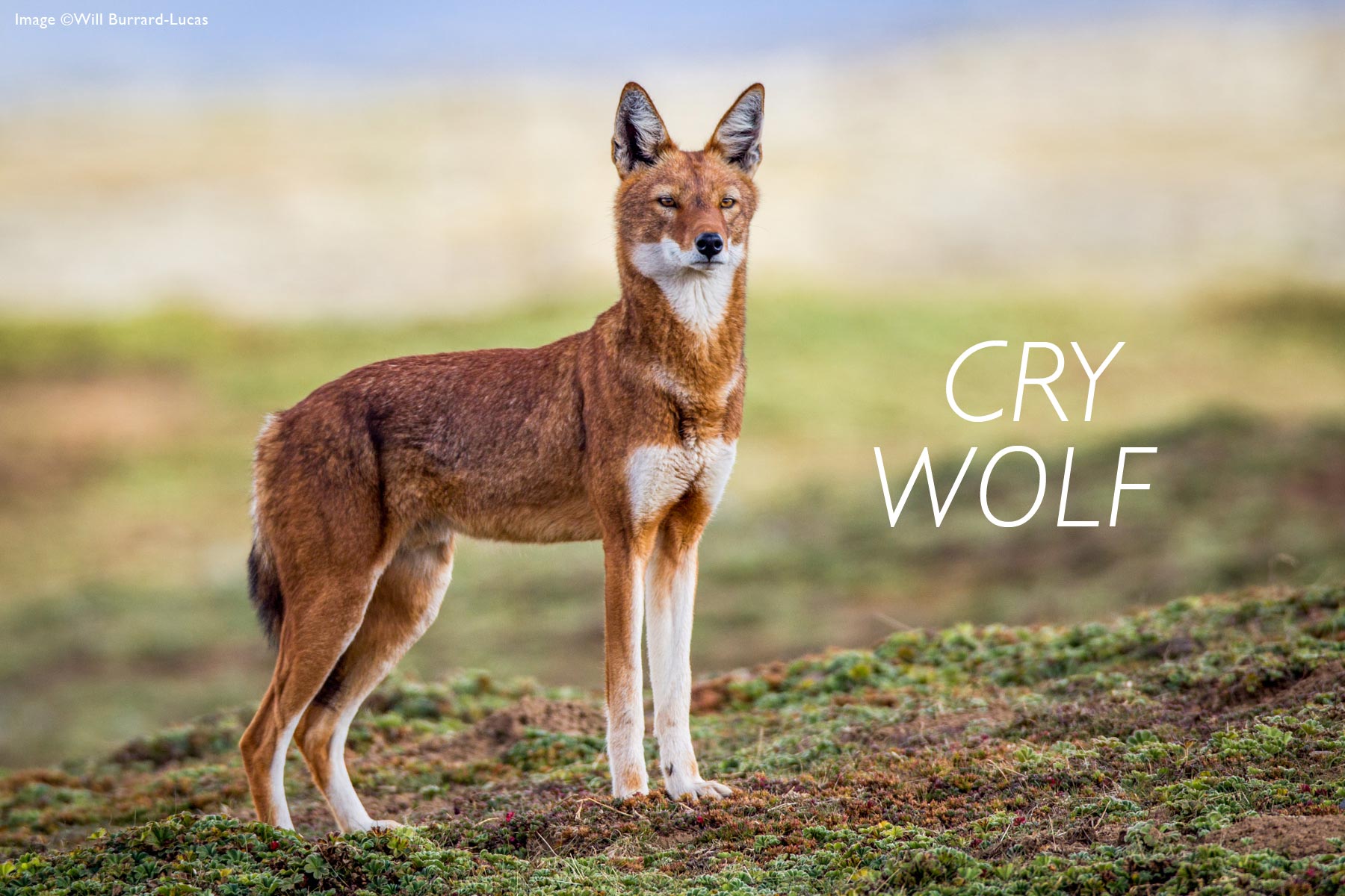 Ethiopian Wolf Pup