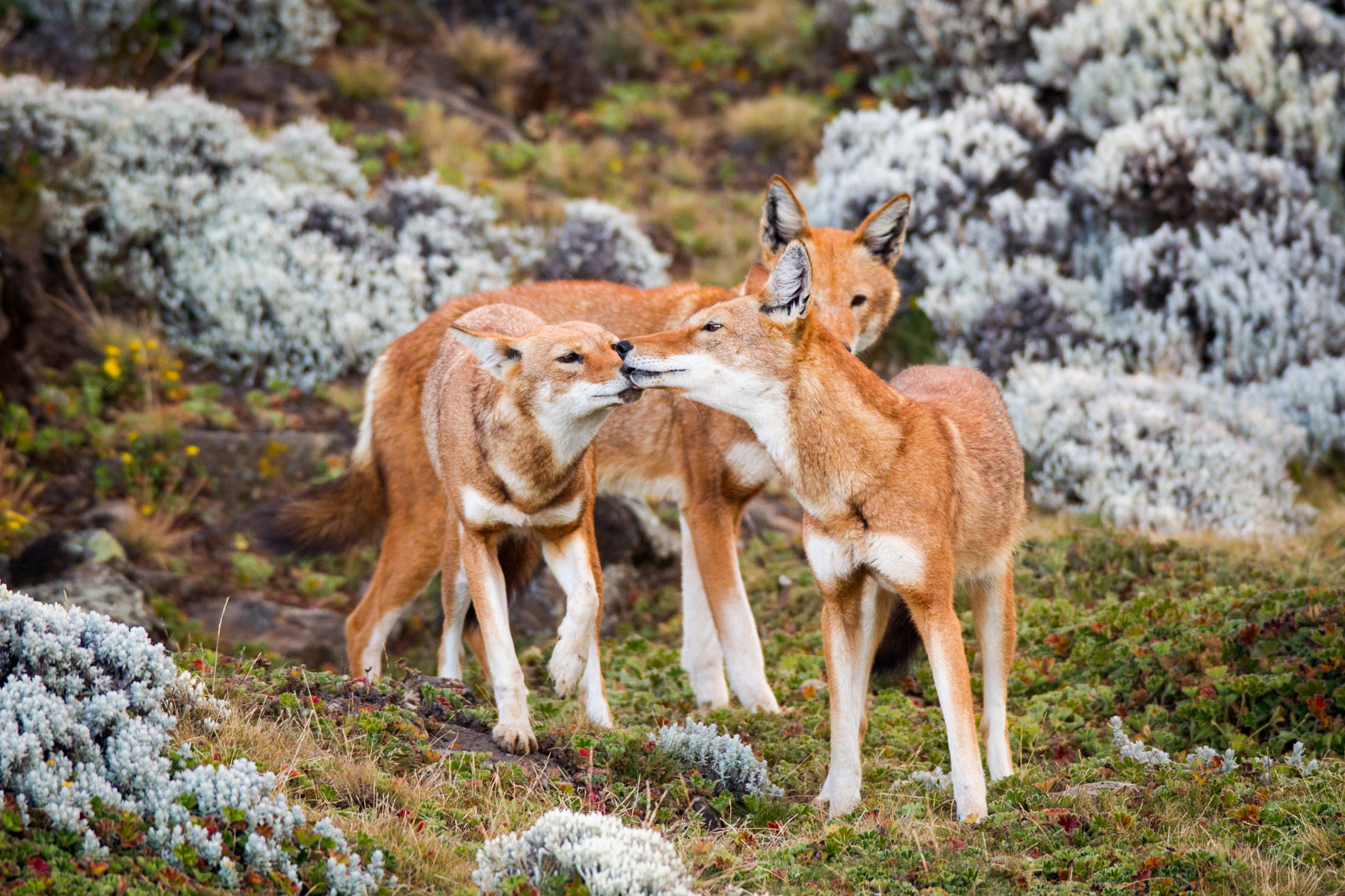 Ethiopian-wolf-gallery-will-burrard-lucas-31