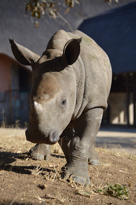 An adorable friendship between lamb and baby rhino - Africa Geographic