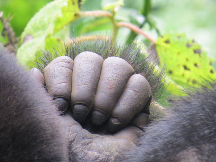Gorillas know no rules Africa Geographic