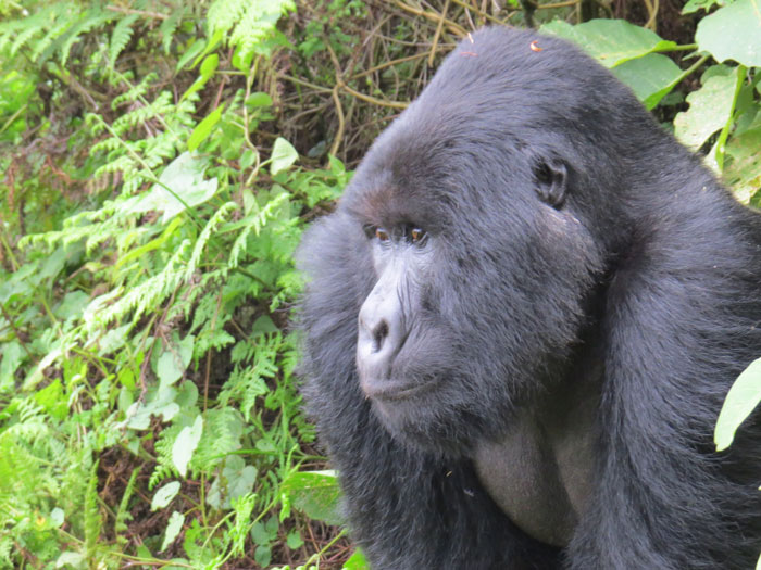 Gorillas know no rules - Africa Geographic