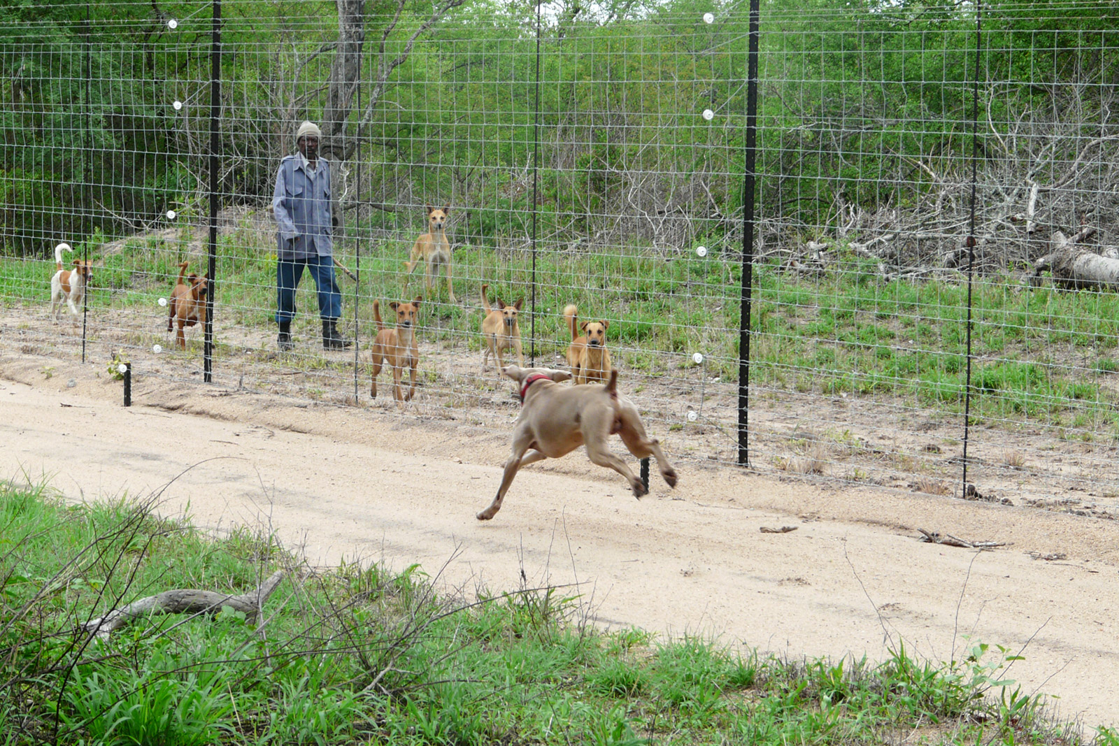 Hunting-pack-dogs-conservation-Catherine-Corrett-2