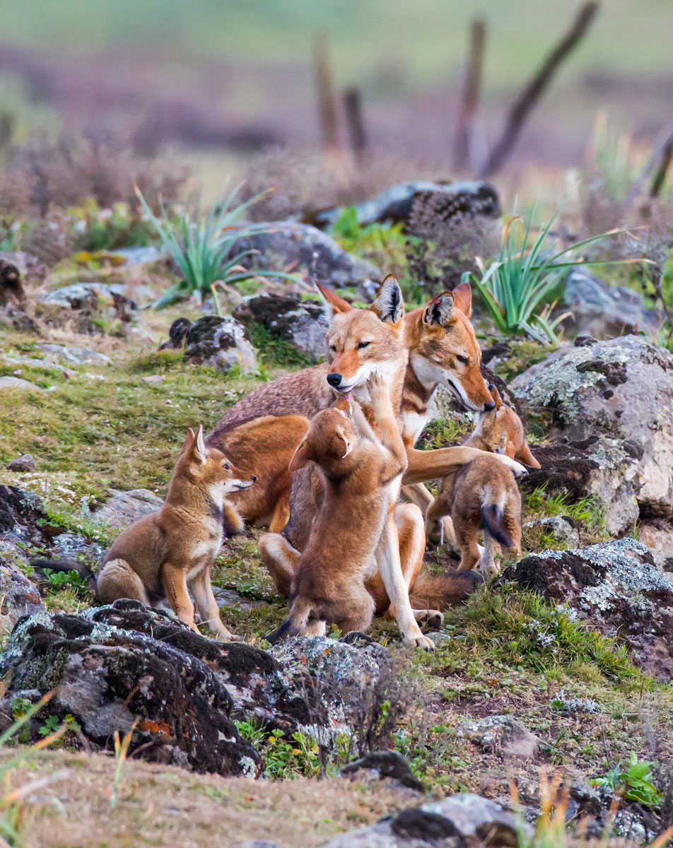 Wolf-family-ethiopia-will-burrard-lucas