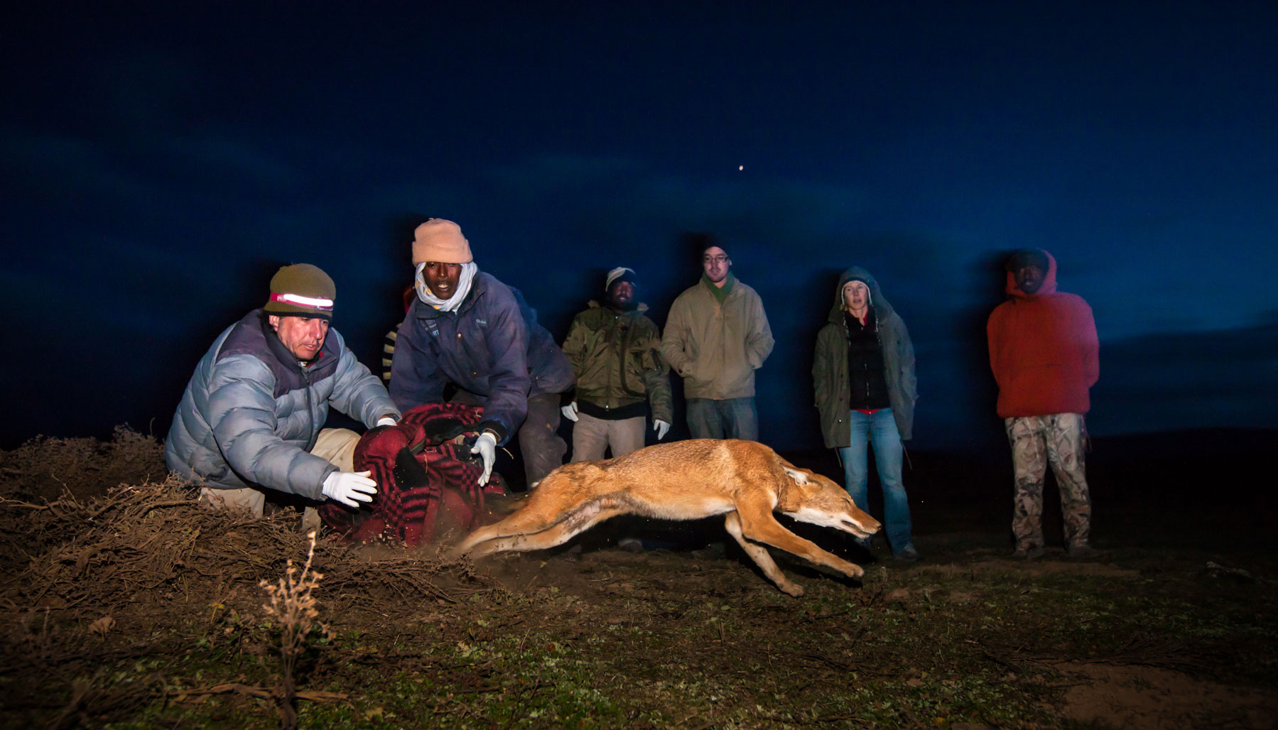 Wolf-release-ethiopia-will-burrard-lucas