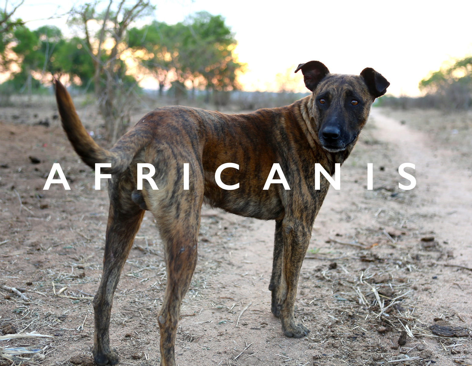 Africanis cheap dog breed