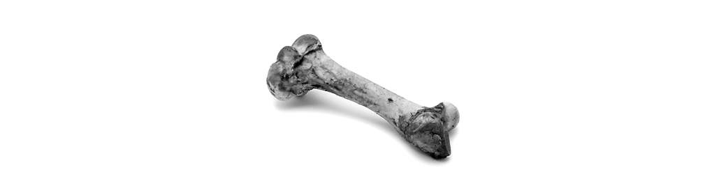 bone