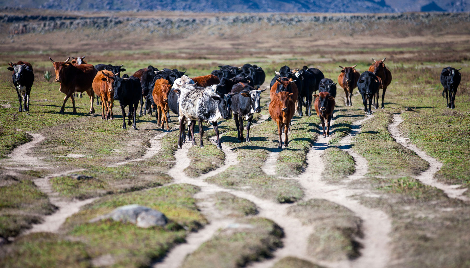 cattle-will-burrard-lucas