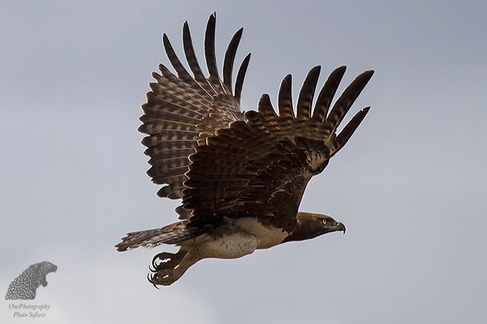 All about the birds of Kruger - Africa Geographic