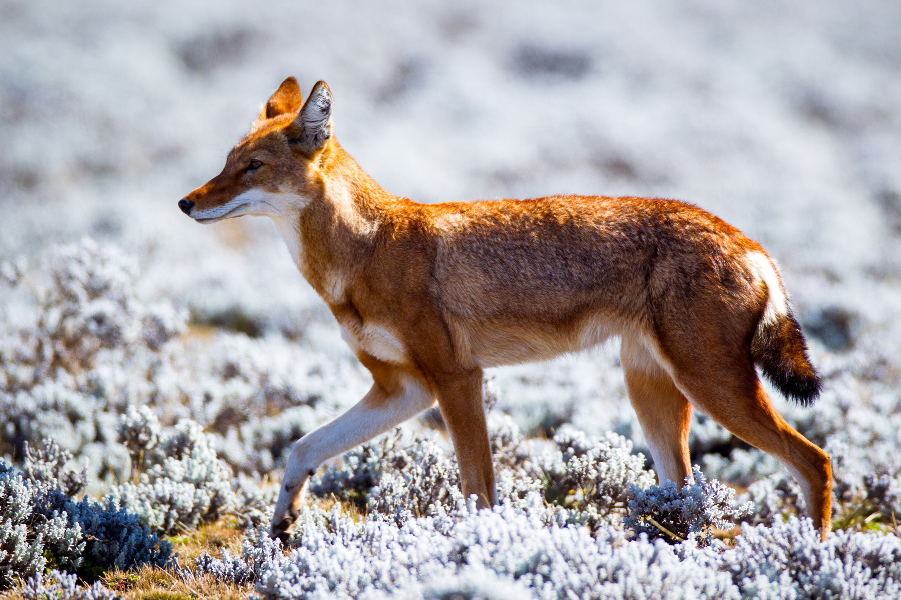 ethiopian-wolf-gallery-will-burrard-lucas