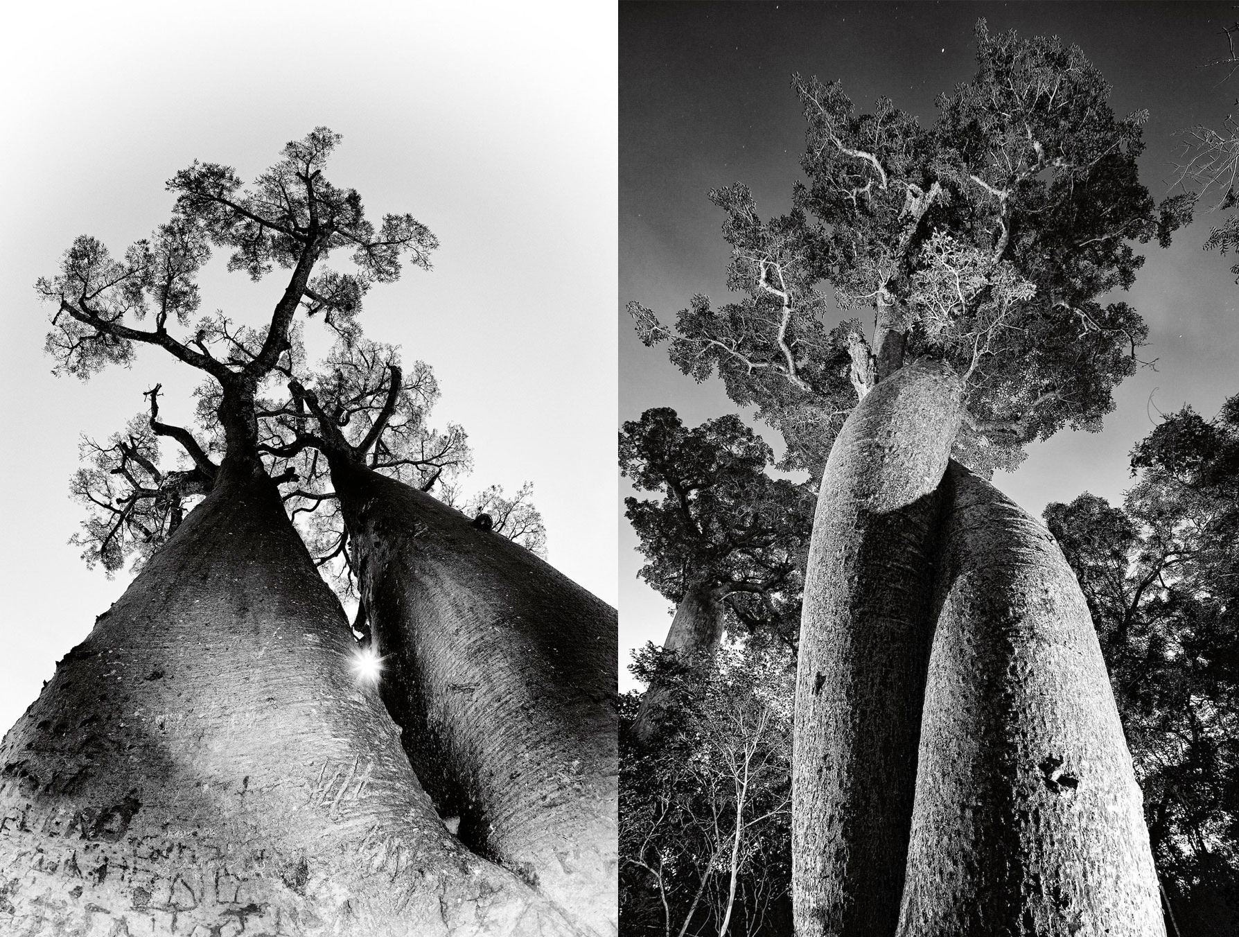 madagascar-baobabs-heinrich-van-den-berg-3