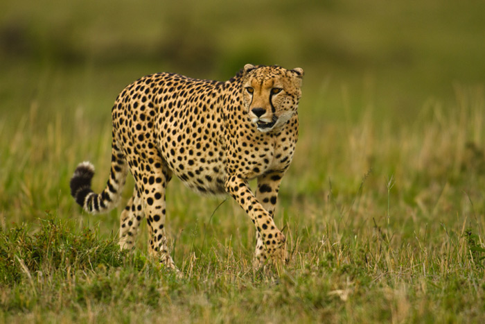 Hunting school for cheetah cubs - Africa Geographic