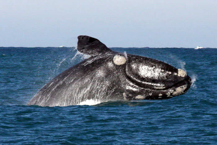 whale-watching-gaansbaai