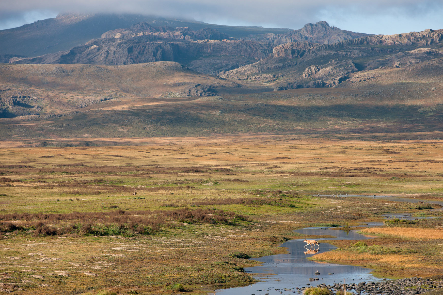 wolf-ethiopia-crossing-stream-Will-burrard-lucas