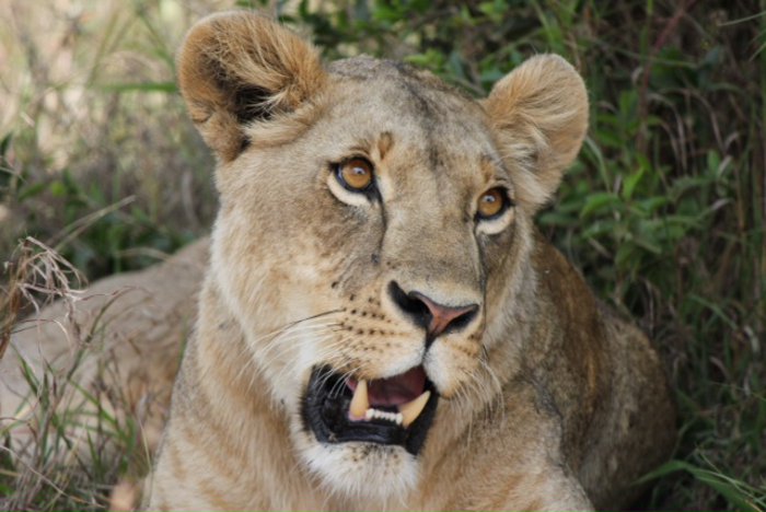 Remains of 12 lions found in Senegal crackdown - Africa Geographic