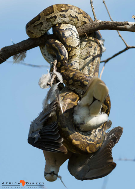 Photographing a python take down - Africa Geographic