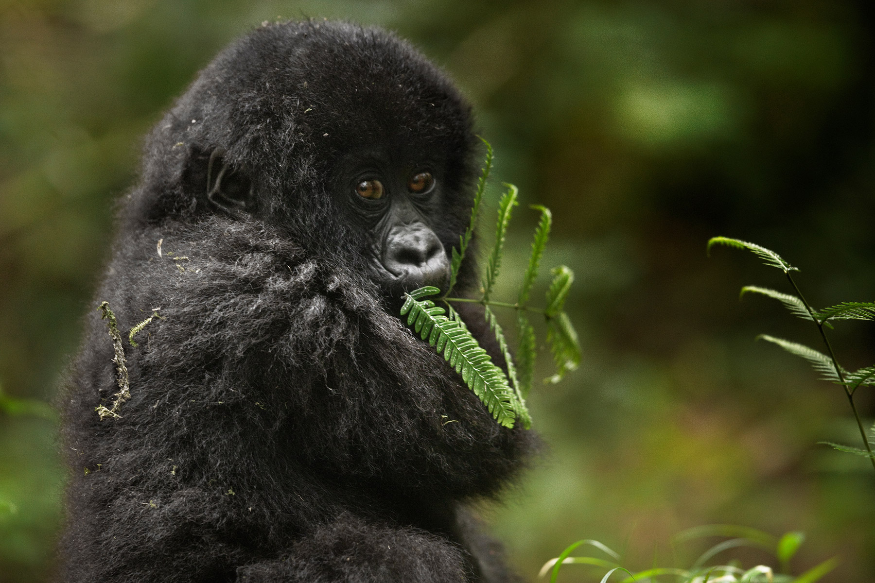 RWANDA_baby_mountain_gorilla_feeding