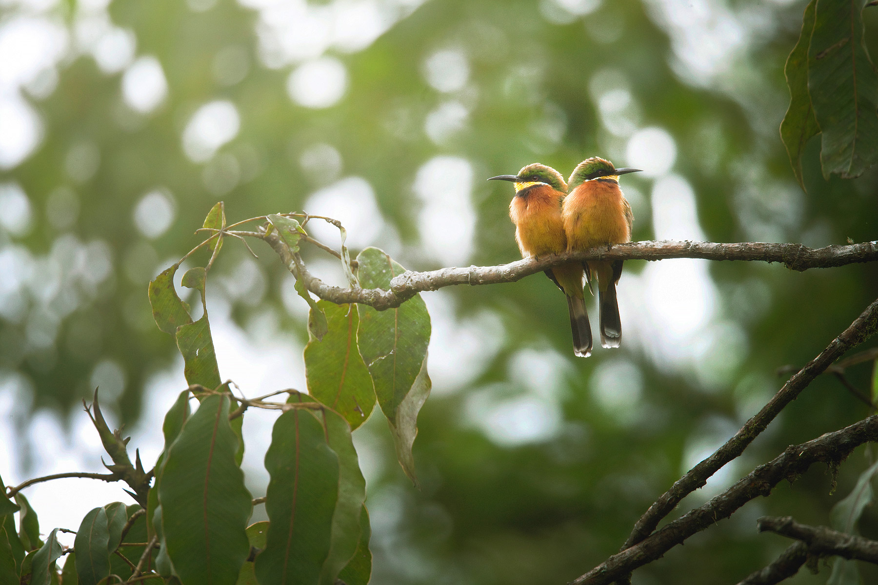 RWANDA_cinnamon_chested_bee_eater