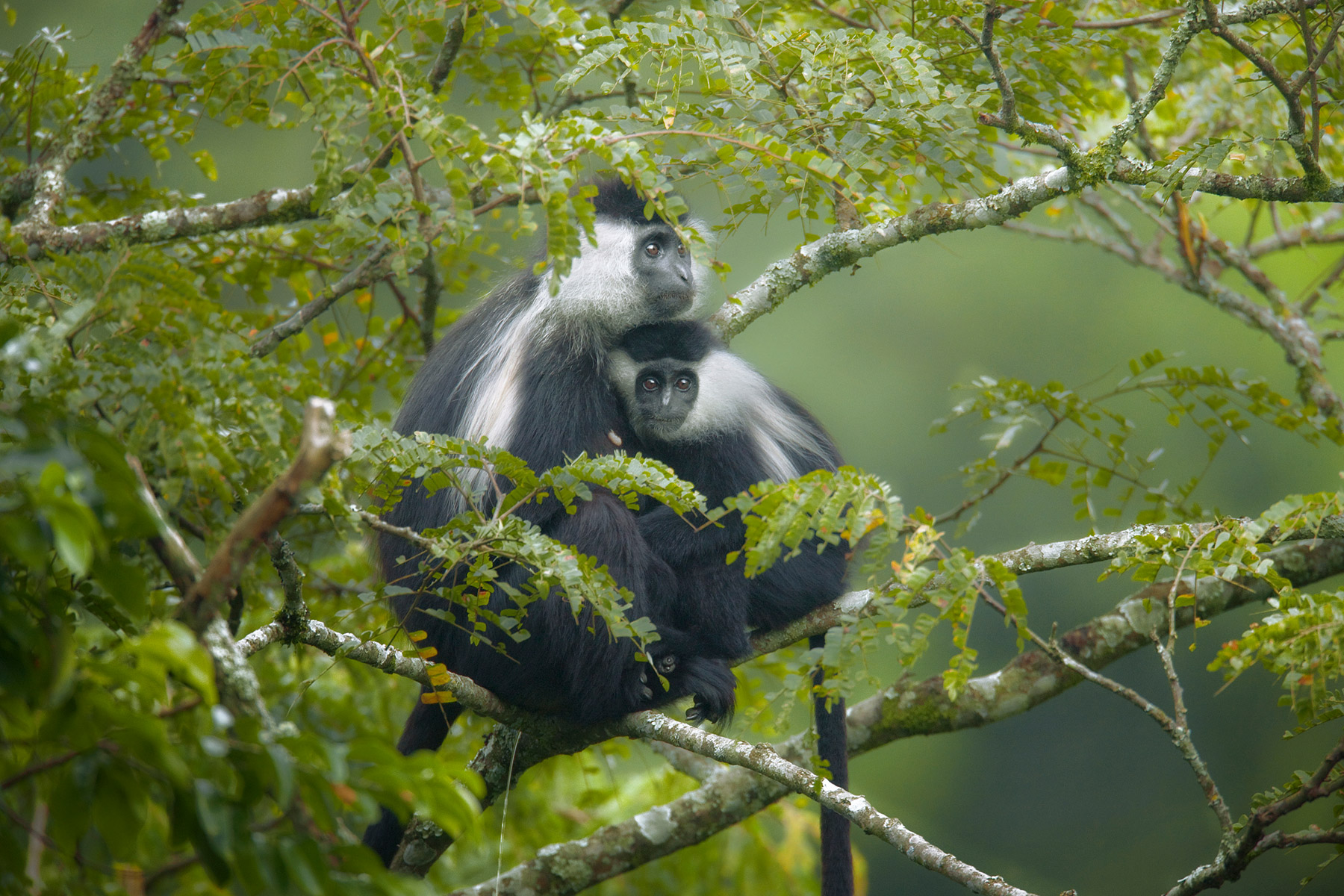 RWANDA_colobus_monkeys_nyungwe_forest