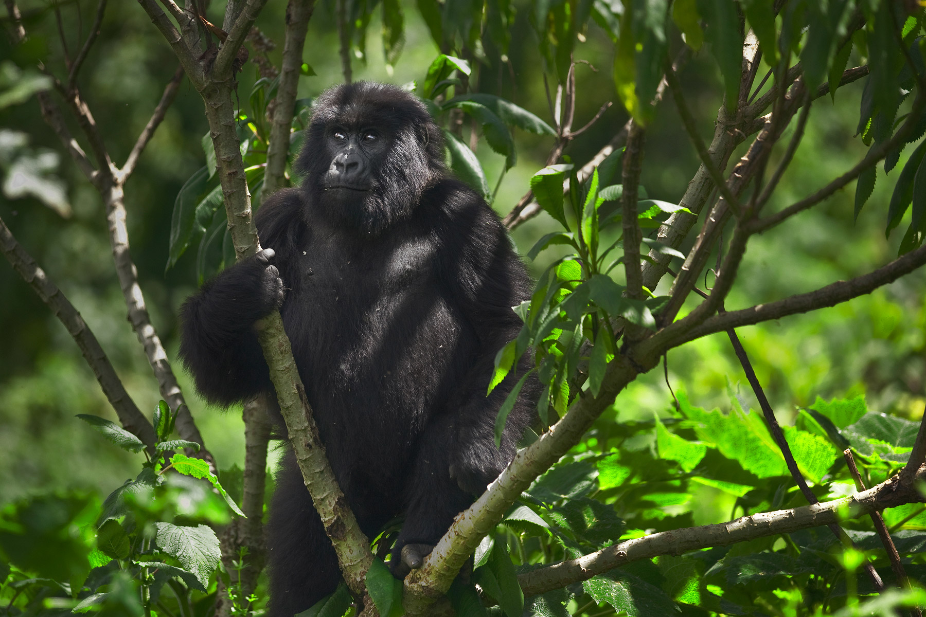 RWANDA_mountain_gorilla_in_tree_