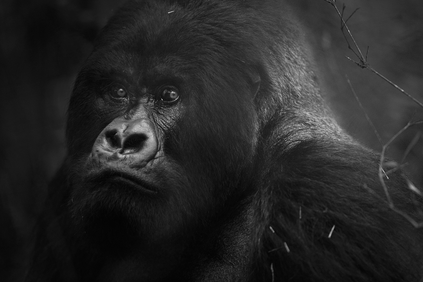 RWANDA_mountain_gorilla_silverback