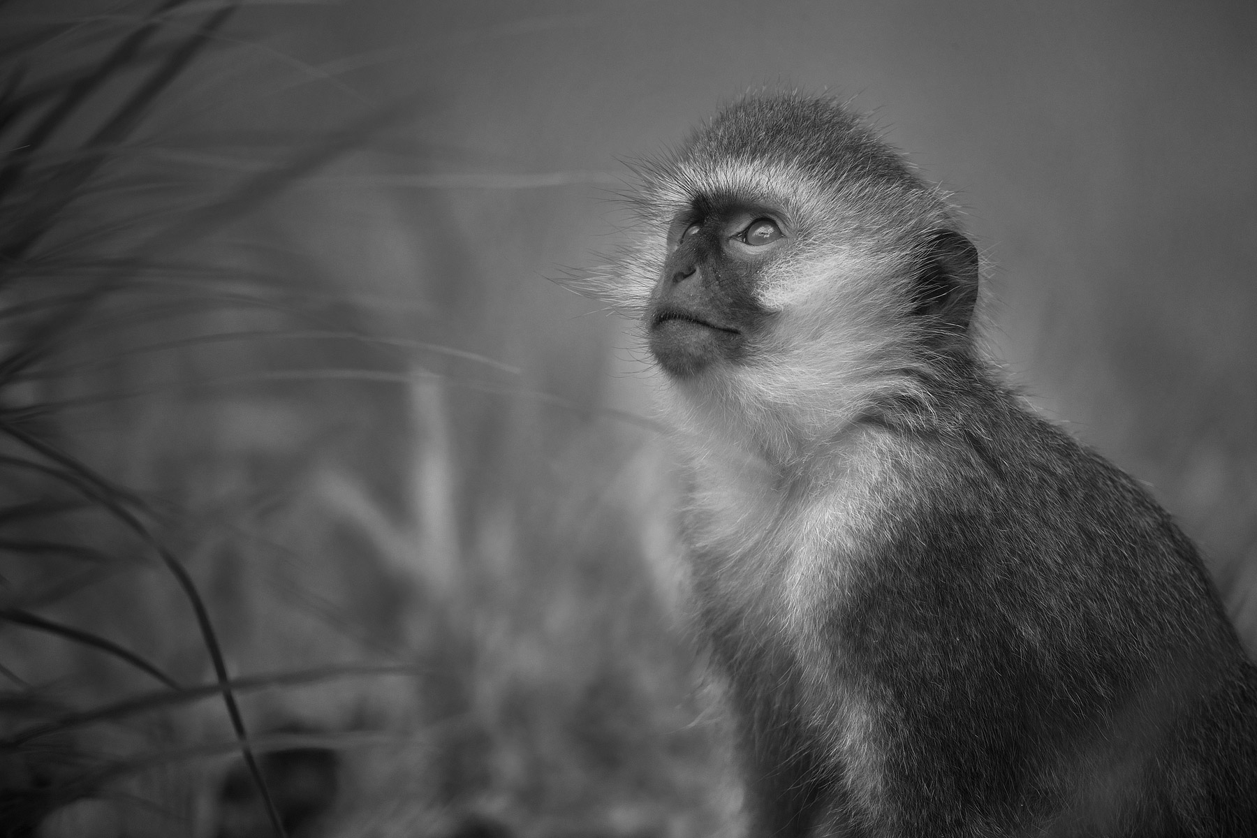 RWANDA_vervet_monkey_v03