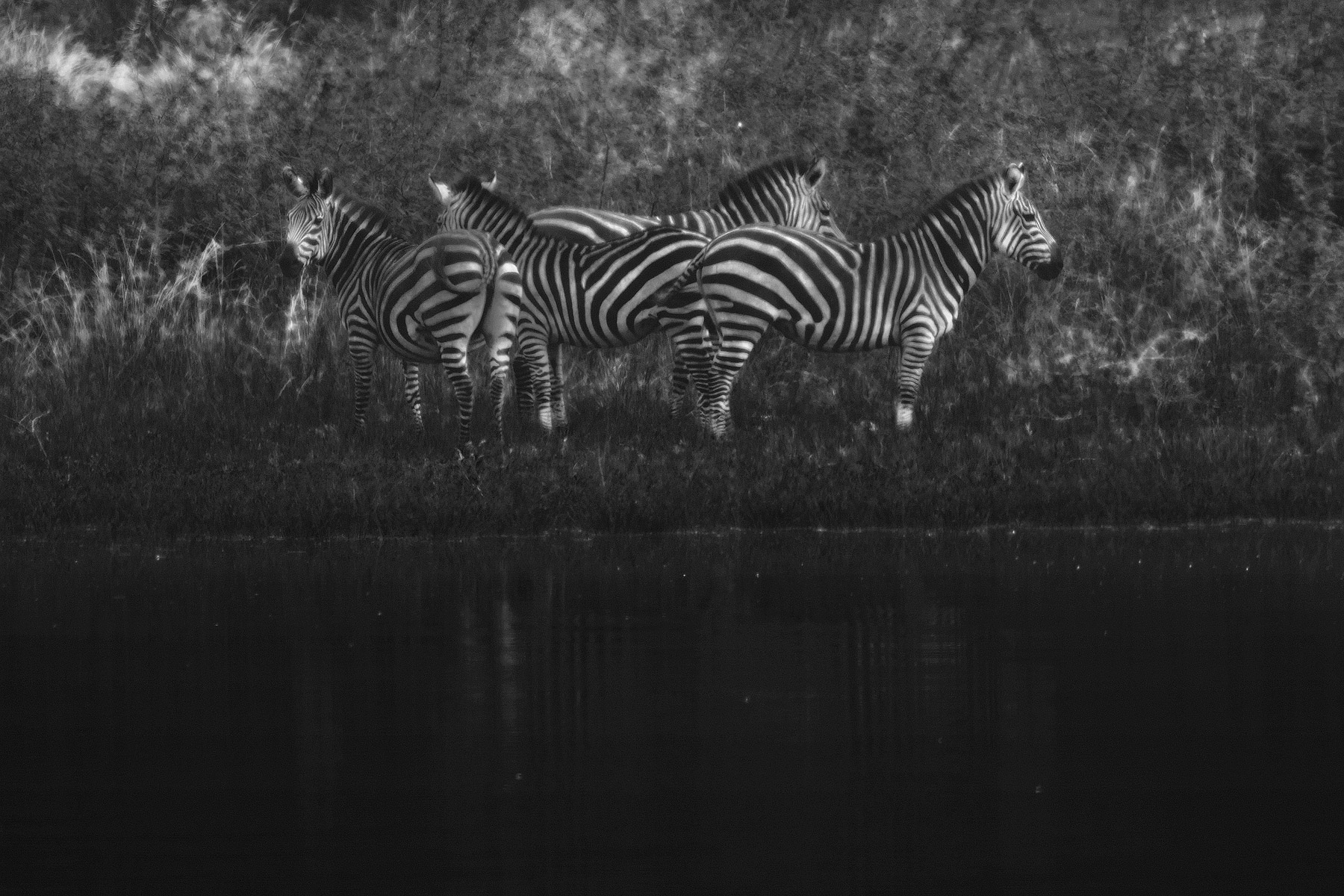 RWANDA_zebras_akagera