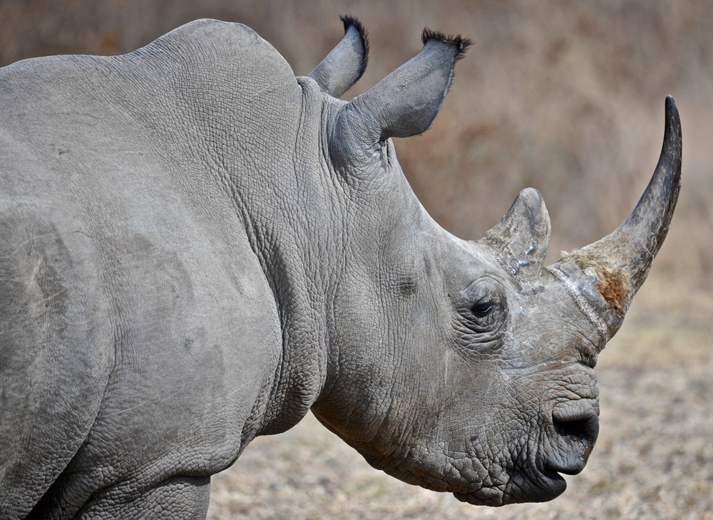 Rhino-profile