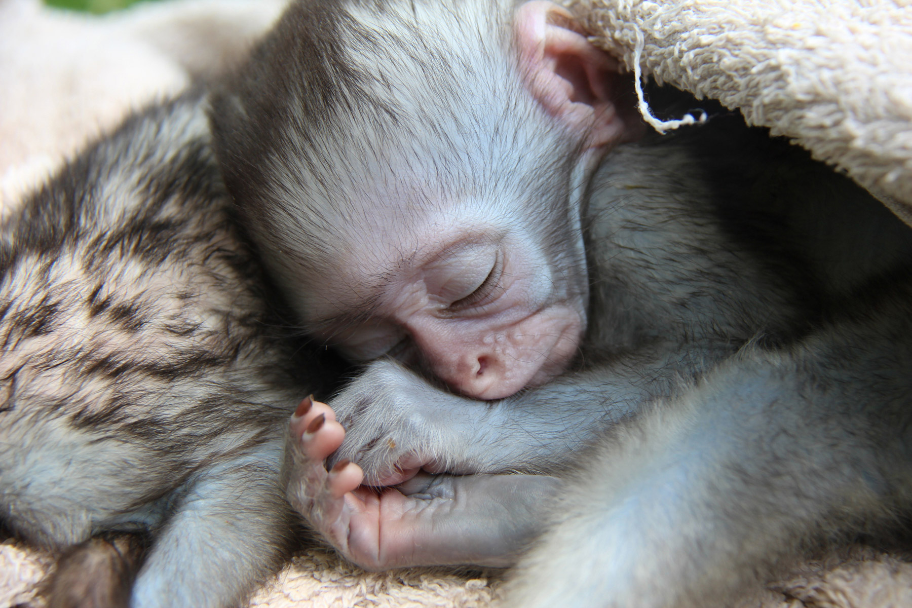 SLEEPING-MONKEY