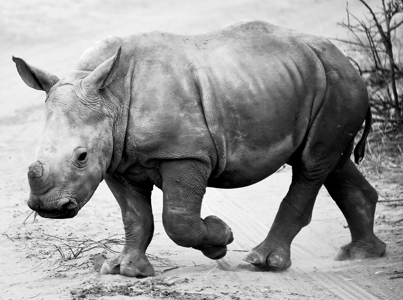 baby-rhino