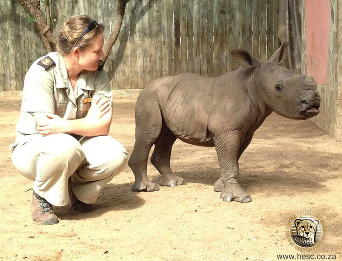 Another orphaned rhino rescued - Africa Geographic