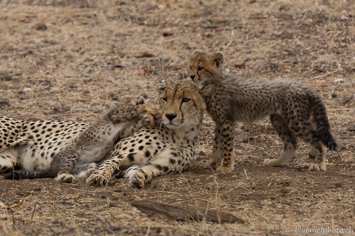 Cub cuteness: cheetah or hyena? - Africa Geographic