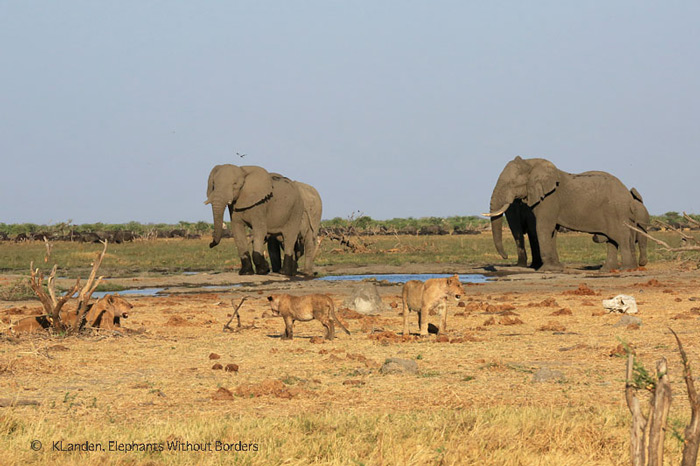 Lions take down first elephant of the season in Savuti - Africa Geographic