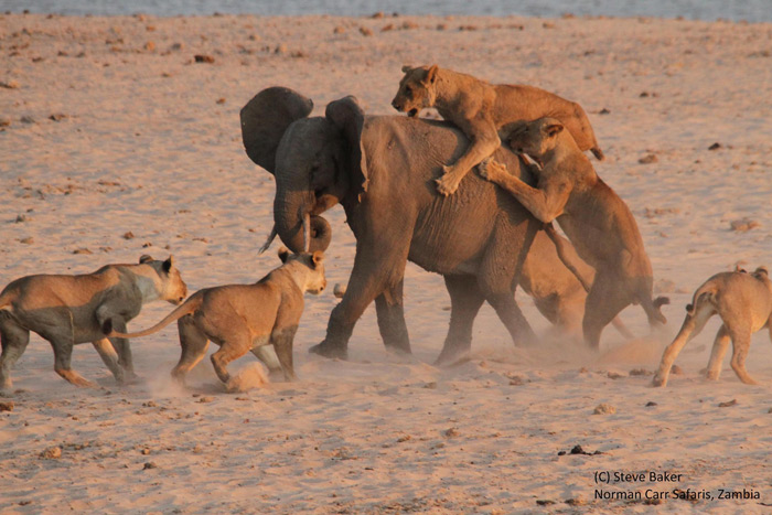 lion attack elephant – elephant and lion – Mcascidos