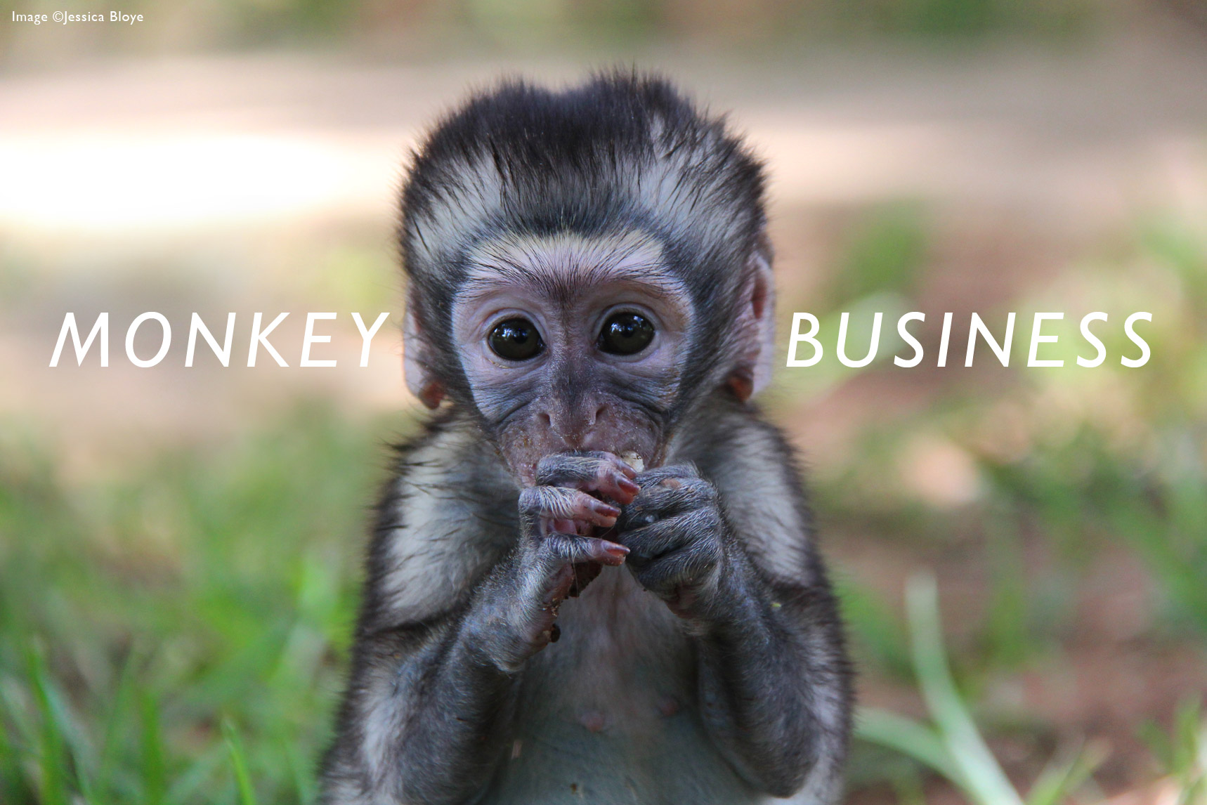 Vervet Monkeys - Born Free