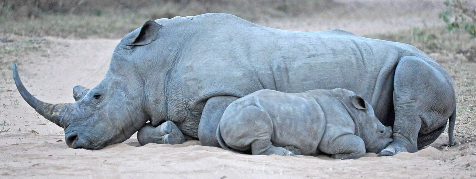 mother-and-calf-rhino-dex-kotze