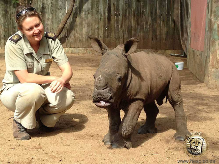 Another orphaned rhino rescued - Africa Geographic