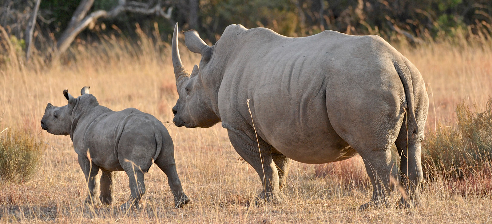 rhino-mother-and-calf-2-Dex-Kotze-