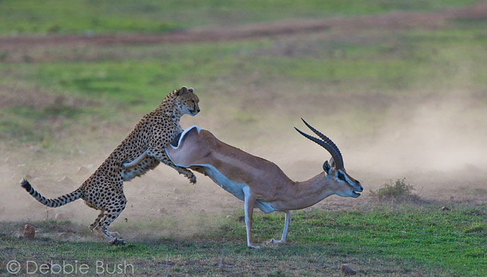 Magnificent cheetahs in the Mara - Africa Geographic