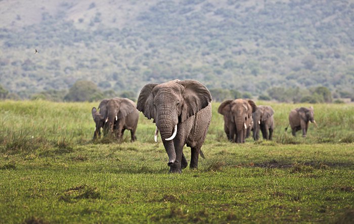 The Amazing Akagera - Africa Geographic