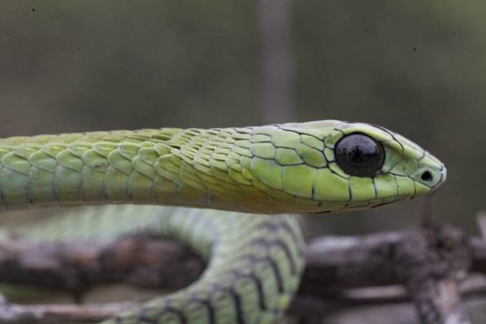 The Most Dangerous Snake In South Africa - Snake Poin