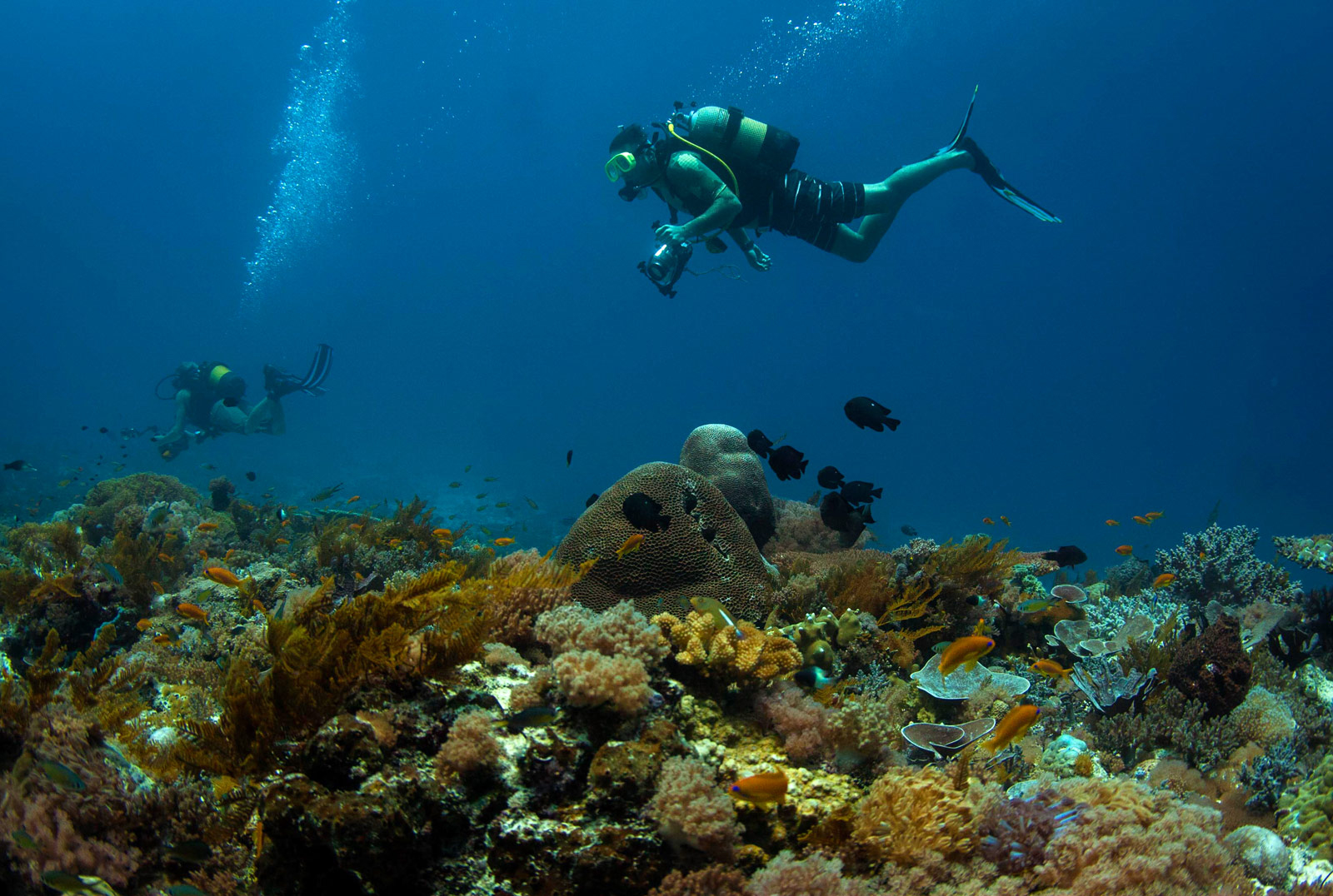 coral-reef-diving-east-africa-IMG_0258-22