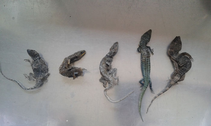 Reptiles Found Dead In Box At OR Tambo Africa Geographic